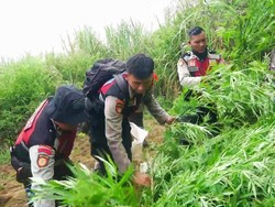 Kembali Ditemukan Ladang Ganja di Lumajang, 16 Titik dengan 10.000 Pohon