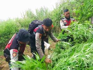 Kembali Ditemukan Ladang Ganja di Lumajang, 16 Titik dengan 10.000 Pohon Kembali Ditemukan Ladang Ganja di Lumajang, 16 Titik dengan 10.000 Pohon