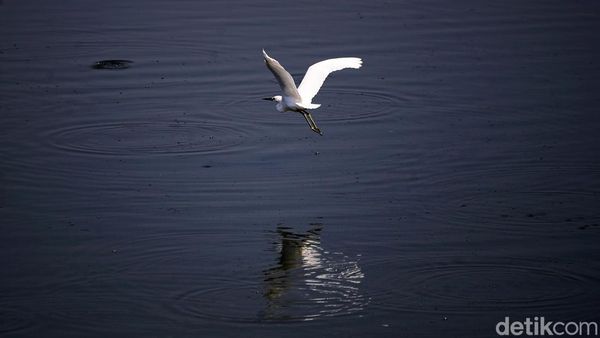 Potret Kehidupan Satwa Burung di Waduk Cincin Jakut