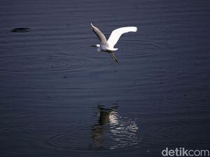 Potret Kehidupan Satwa Burung di Waduk Cincin Jakut Potret Kehidupan Satwa Burung di Waduk Cincin Jakut