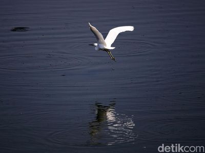 Potret Kehidupan Satwa Burung di Waduk Cincin Jakut