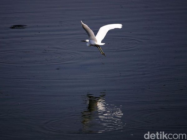 Potret Kehidupan Satwa Burung di Waduk Cincin Jakut