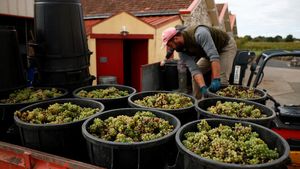 Produksi Anggur di Prancis Merosot gegara Cuaca Buruk