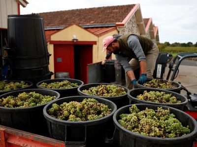 Produksi Anggur di Prancis Merosot gegara Cuaca Buruk