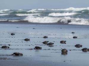 Ratusan Tukik Penyu Lekang Siap Jelajahi Laut Lepas Ratusan Tukik Penyu Lekang Siap Jelajahi Laut Lepas