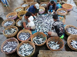 Jelang Ramadan, KKP Klaim Harga Ikan Stabil
