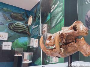 Melihat Jejak Kehidupan Purba di Ciamis di Museum Tambaksari Melihat Jejak Kehidupan Purba di Ciamis di Museum Tambaksari