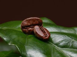 Jangan Terkecoh, Ini 5 Tanda Biji Kopi Sudah Tidak Segar