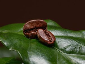 Jangan Terkecoh, Ini 5 Tanda Biji Kopi Sudah Tidak Segar Jangan Terkecoh, Ini 5 Tanda Biji Kopi Sudah Tidak Segar
