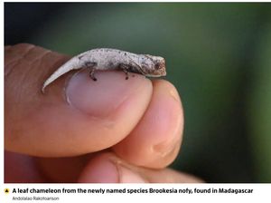 Turis Temukan Spesies Baru Bunglon Seukuran Ujung Jari di Madagaskar Turis Temukan Spesies Baru Bunglon Seukuran Ujung Jari di Madagaskar
