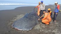 Potret Hiu Tutul Terdampar dan Mati di Pantai Jember