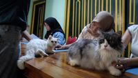 Yuk! Peduli Kucing Difabel