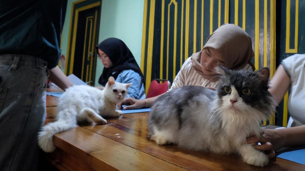 Yuk! Peduli Kucing Difabel Yuk! Peduli Kucing Difabel