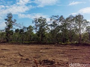 1 Juta Hektare Sawah Bakal Dicetak di Merauke, Ini Alasannya 1 Juta Hektare Sawah Bakal Dicetak di Merauke, Ini Alasannya