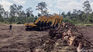 Cetak Sawah di Merauke demi Kejar Swasembada Pangan