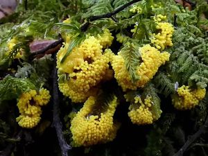 Jamur Lendir Ternyata Cerdas, Bisa Gerak Meski Tak Berotak-Berkaki