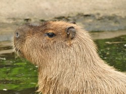 Pencarian Kapibara Kabur Dihentikan karena Terlihat Nyaman dan Bahagia