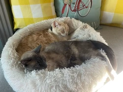 Mitos Jadi Fakta, Kucing Hilang Ribuan Kilo Bisa Balik ke Rumah