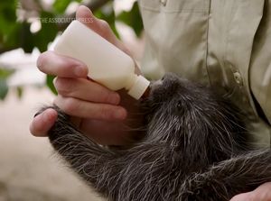 Kabar Gembira, Landak di Kebun Binatang Ini Berhasil Dioperasi Caesar Kabar Gembira, Landak di Kebun Binatang Ini Berhasil Dioperasi Caesar