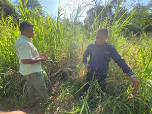 Pawang di Bali Safari Tewas Diseruduk Gajah, Polisi Selidiki Dugaan Kelalaian Pawang di Bali Safari Tewas Diseruduk Gajah, Polisi Selidiki Dugaan Kelalaian