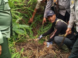 Kondisi Mengenaskan Karim Tewas Diterkam Harimau di Lampung