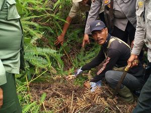 Potongan Kaki Karim yang Tewas Diserang Harimau di Lampung Ditemukan Potongan Kaki Karim yang Tewas Diserang Harimau di Lampung Ditemukan