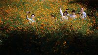 Terpesona Cantiknya Hamparan Bunga Cosmos di Seoul