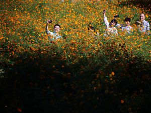 Terpesona Cantiknya Hamparan Bunga Cosmos di Seoul Terpesona Cantiknya Hamparan Bunga Cosmos di Seoul