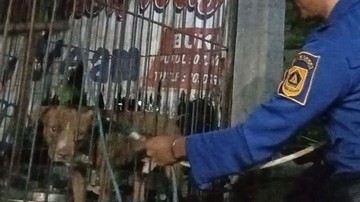 Anjing Pitbull Lepas lalu Serang Warga di Bogor, Damkar Turun Tangan