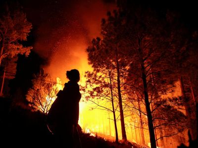 Belasan Ribu Hektar Hutan dan Lahan di Cordoba Hangus Dilalap Api