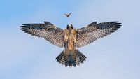 Karya Memukau Kontes Foto Burung, Ada di Indonesia