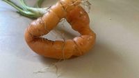 Tak Sesuai Ekspektasi! 10 Buah dan Sayuran Ini Gagal Dipanen