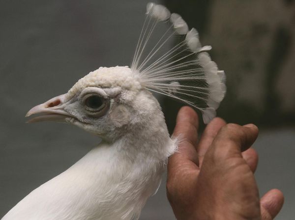 Melihat Budi Daya Merak Putih di Malang