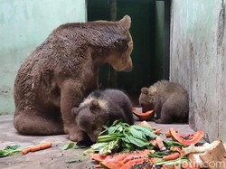 2 Bayi Beruang Cokelat Lahir di Taman Safari Prigen Pasuruan