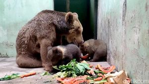 Melihat 2 Bayi Beruang Cokelat yang Baru Lahir di Taman Safari Prigen
