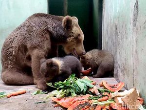 Melihat 2 Bayi Beruang Cokelat yang Baru Lahir di Taman Safari Prigen Melihat 2 Bayi Beruang Cokelat yang Baru Lahir di Taman Safari Prigen