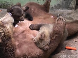 Video: Kelahiran 2 Bayi Beruang Cokelat di Taman Safari Prigen