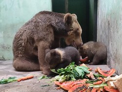 Lucunya 2 Bayi Beruang Cokelat yang Baru Lahir di Taman Safari Prigen