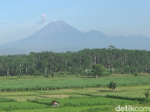 Gunung Semeru Erupsi Pagi Ini, Tinggi Kolom Abu 300 Meter di Atas Puncak Gunung Semeru Erupsi Pagi Ini, Tinggi Kolom Abu 300 Meter di Atas Puncak