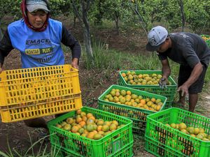 Intip Kebun Jeruk di Malang yang Dulunya Sawah Intip Kebun Jeruk di Malang yang Dulunya Sawah