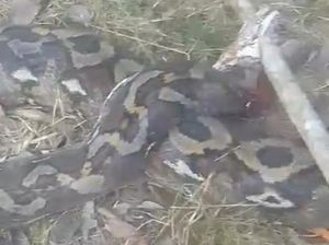 Penampakan Ular Piton 6 Meter Mati Dibunuh Usai Lilit Lansia di Luwu Penampakan Ular Piton 6 Meter Mati Dibunuh Usai Lilit Lansia di Luwu