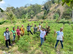 Mengurai Manfaat Budidaya Bawang Putih Lokal Asal Majalengka