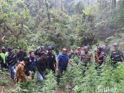 Gunung Semeru Ditutup Menahun, Lalu Muncul 38.000 Pohon Ganja