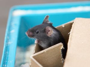 Kacau! Penerbangan Ini Dibatalkan Gegara Ada Tikus dalam Makanan Kacau! Penerbangan Ini Dibatalkan Gegara Ada Tikus dalam Makanan