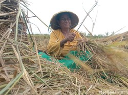 Setia Tuminah Kais Butiran Emas di Antara Tumpukan Jerami