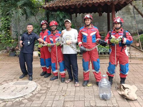 Ular sanca dan kobra ditemukan di area Museum Tekstil Jakarta. Petugas damkar bergerak mengevakuasi reptil tersebut. (dok Damkar Jakbar)