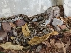 Ada Kobra dan Sanca di Museum Tekstil Jakarta, Damkar Evakuasi