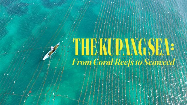 Longform - The Kupang Sea: from Coral Reefs to Seaweed - CNN Indonesia