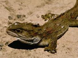 Ternyata Hewan Ini yang Berevolusi Paling Cepat, Dari Jenis Reptil dan Ikan