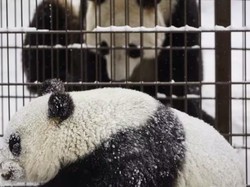 Finlandia Kembalikan 2 Panda Raksasa ke China, Ini Alasannya